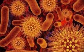 Видове паразити в човешкото тяло